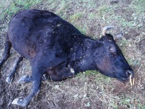 Livestock within the 20-kilometer evacuation zone in place around the Fukushima Daiichi nuclear power plant.