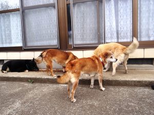 Dogs within the 20-kilometer evacuation zone in place around the Fukushima Daiichi nuclear power plant.