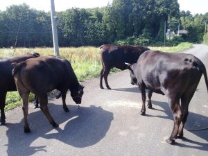 Livestock within the 20-kilometer evacuation zone in place around the Fukushima Daiichi nuclear power plant.