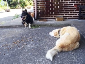 Dogs within the 20-kilometer evacuation zone in place around the Fukushima Daiichi nuclear power plant.