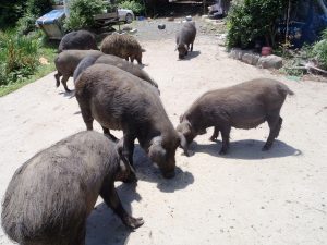 Livestock within the 20-kilometer evacuation zone in place around the Fukushima Daiichi nuclear power plant.