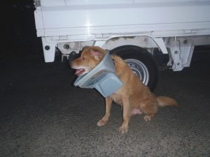 A dog within the 20-kilometer evacuation zone in place around the Fukushima Daiichi nuclear power plant.