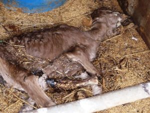 Livestock within the 20-kilometer evacuation zone in place around the Fukushima Daiichi nuclear power plant.