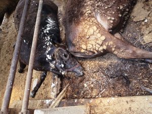 Livestock within the 20-kilometer evacuation zone in place around the Fukushima Daiichi nuclear power plant.