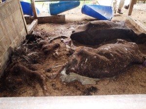 Livestock within the 20-kilometer evacuation zone in place around the Fukushima Daiichi nuclear power plant.