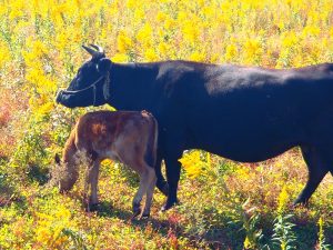 Livestock within the 20-kilometer evacuation zone in place around the Fukushima Daiichi nuclear power plant.