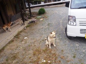 A dog within the 20-kilometer evacuation zone in place around the Fukushima Daiichi nuclear power plant.