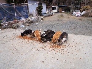 Cats within the 20-kilometer evacuation zone in place around the Fukushima Daiichi nuclear power plant.