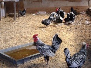 A chicken coop within the 20-kilometer evacuation zone in place around the Fukushima Daiichi nuclear power plant.