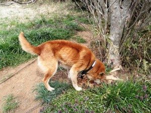 A dog within the 20-kilometer evacuation zone in place around the Fukushima Daiichi nuclear power plant.
