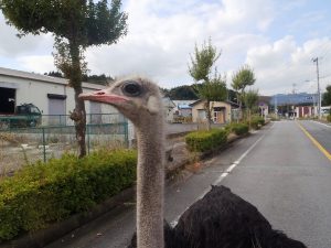 An ostrich within the 20-kilometer evacuation zone in place around the Fukushima Daiichi nuclear power plant.