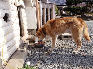 A dog within the 20-kilometer evacuation zone in place around the Fukushima Daiichi nuclear power plant.