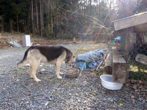 A dog within the 20-kilometer evacuation zone in place around the Fukushima Daiichi nuclear power plant.