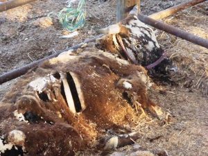 Livestock within the 20-kilometer evacuation zone in place around the Fukushima Daiichi nuclear power plant.
