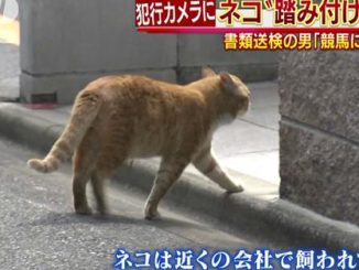 A man in Nagoya was caught on camera stomping and killing two cats