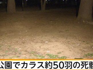 Police believe 50 dead crows could have been deliberately poisoned at Toritsu Johoku Central Park