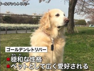 A 10-month-old baby died in Hachioji City after being bitten by a dog