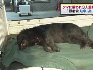A bear was shot and killed in Takayaa City after an attack that left three persons hurt