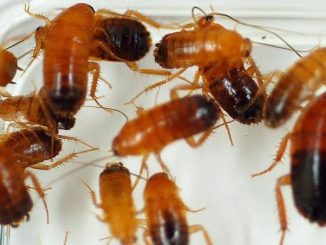 Saitama police have arrested a chef for releasing a type of cockroach known as Turkestan during a concert last year at Saitama Super Arena
