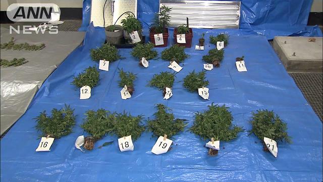 Osaka police seized 21 marijuana plants from a residence