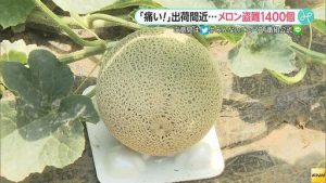 About 1,400 melons have been stolen in Ibaraki Prefecture