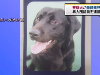 Tokyo police dog Moon Rocket Go discovered a pistol and ammunition at the residence of a gangster in Saitama Prefecture last week