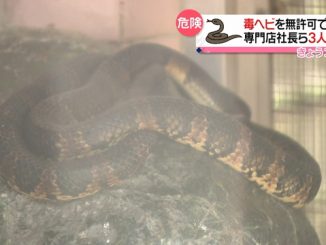 Tokyo police busted a pet store in Taito Ward for raising poisonous snakes without a license