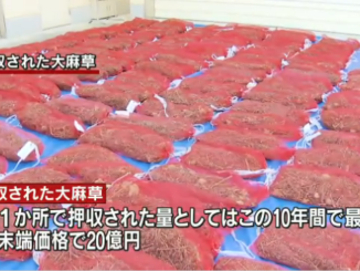 Marijuana in Wakayama