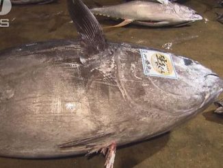A tuna weighing nearly 450 kilograms was landed off the coast of Wakayama Prefecture on Thursday