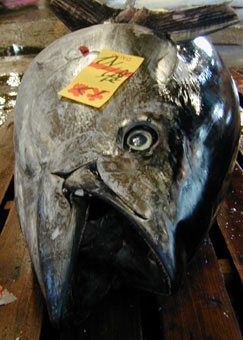 Tuna auction at Tsukiji