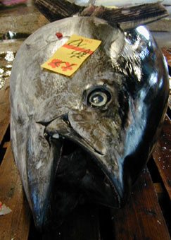 Tuna auction at Tsukiji
