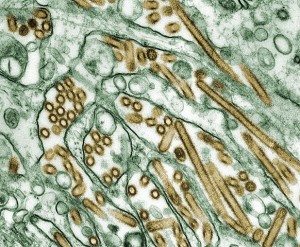 H5N1 avian influenza virus 