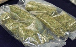 The number of cases of smuggling of marijuana increased from 7 to 18 in the past year