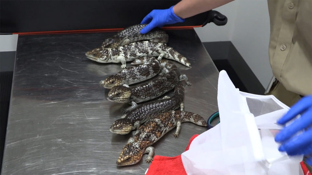 Two Japanese nationals have been accused of attempting to smuggle lizards from Australia