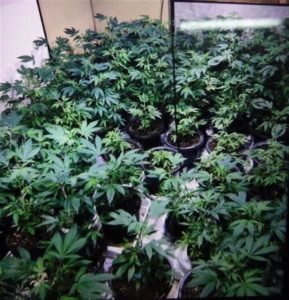 Chiba police seized marijuana plants from a residence in Tateyama City