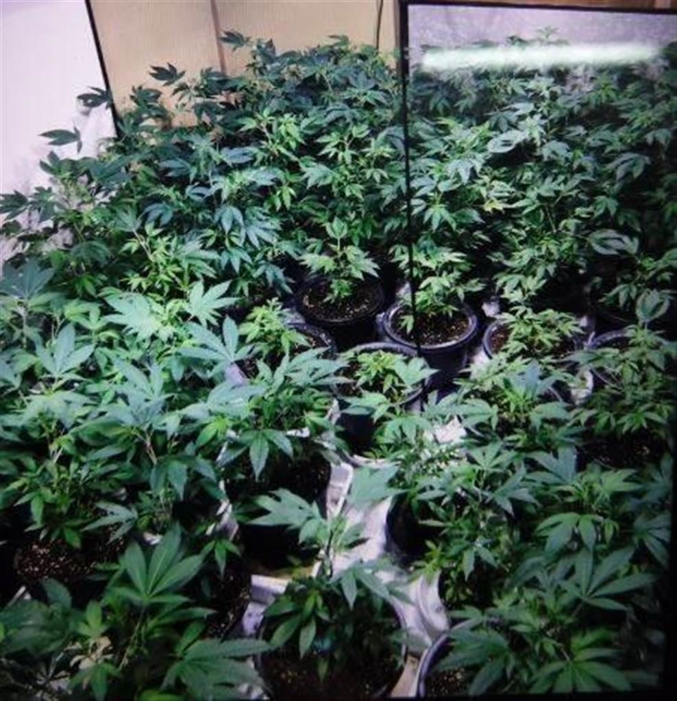 Chiba police seized marijuana plants from a residence in Tateyama City