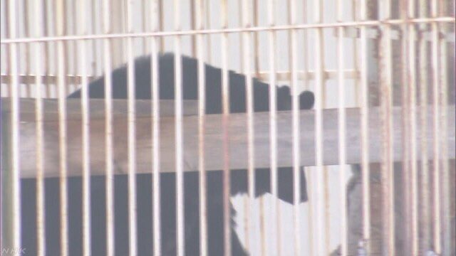 A pet bear in Nagano Prefecture killed 1 man and hurt another