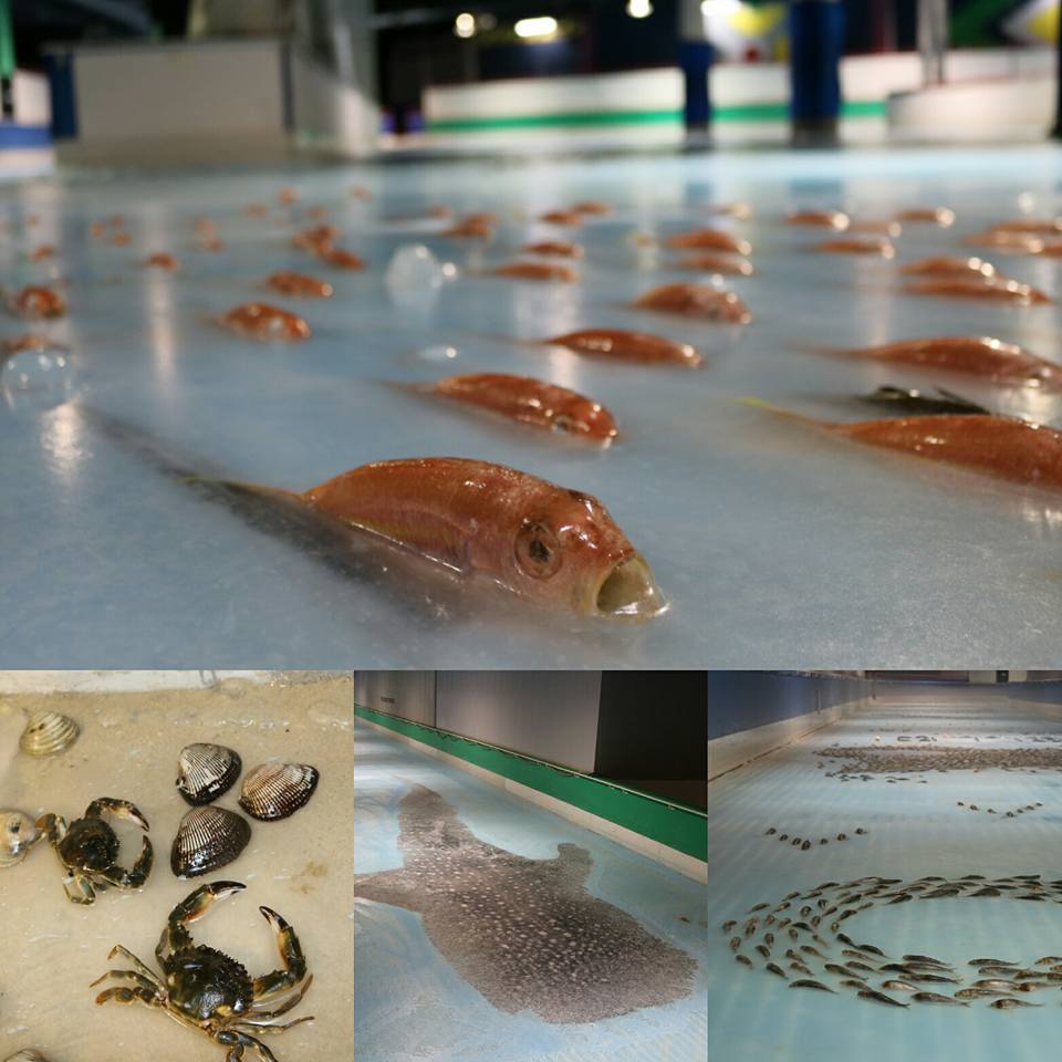 A theme park in Fukuoka Prefecture is under fire over an ice skating rink featuring 5,000 fish frozen into the ice in a bid to educate visitors about sea life (Space World’s Facebook page)