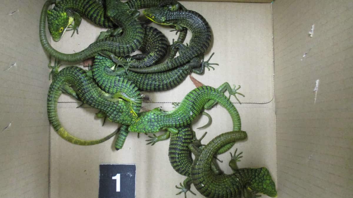 Mexican man arrested for smuggling 200 live lizards stuffed inside socks at Haneda airport