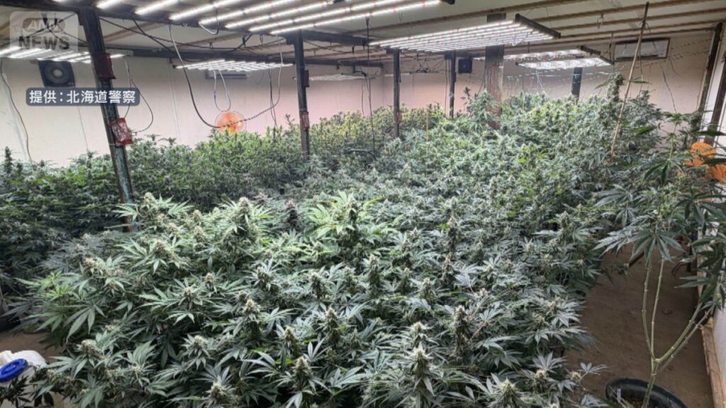Two men re-arrested over Hokkaido's largest-ever marijuana haul worth ¥100 million