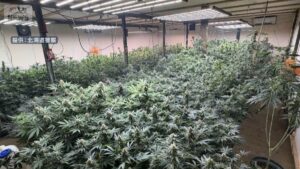 Two men re-arrested over Hokkaido's largest-ever marijuana haul worth ¥100 million