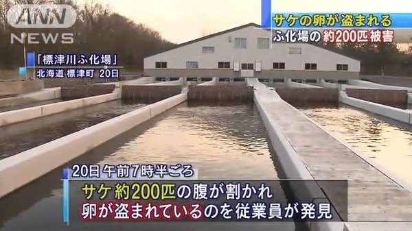 Some 200 salmon cut open with their eggs stolen were found in a river near a hatchery in Hokkaido (TV Asahi)