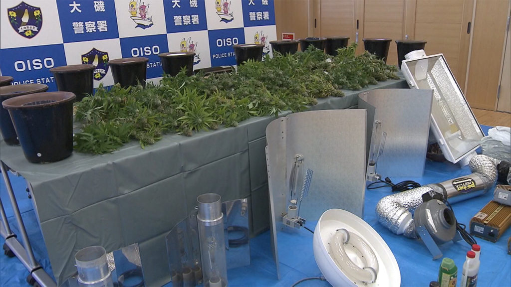 Kanagawa police seized more than 200 marijuana plants in 3 raids in the prefecture