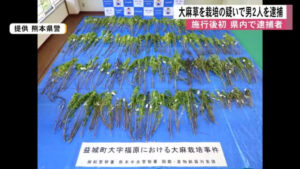 Two men busted for growing marijuana in Kumamoto field