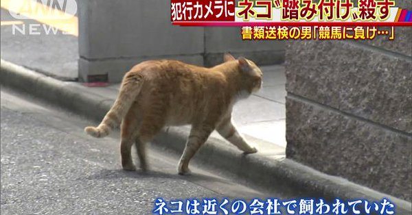 A man was caught on camera stomping and killing two cats (TV Asahi)