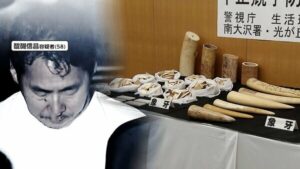 Nobumasa Daigo processed ivory products in a workshop in Soka City