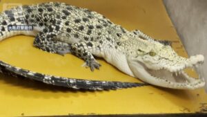 Osaka animal dealer arrested over illegal stash of saltwater crocodiles, snapping turtles