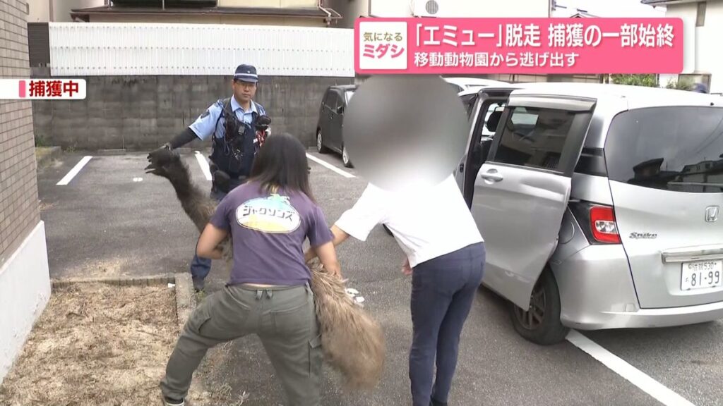 Police capture 2-meter 'ostrich' roaming Shiga residential area, later identified as escaped emu