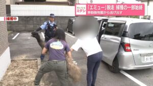 Police capture 2-meter 'ostrich' roaming Shiga residential area, later identified as escaped emu
