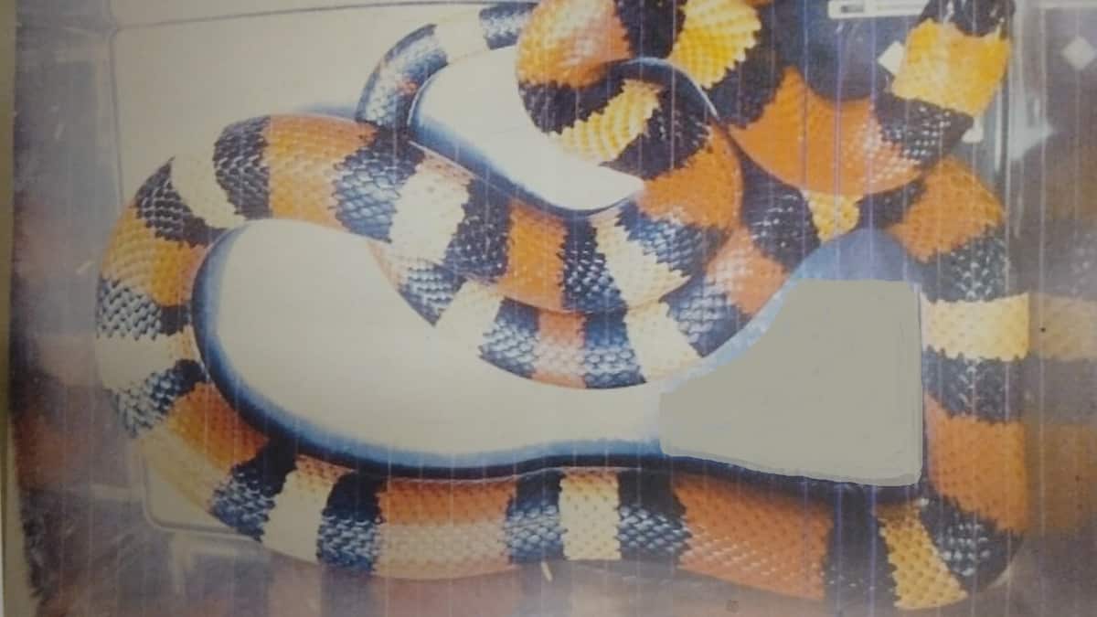 milk snake